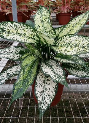 6" Aglaonema Osaka 